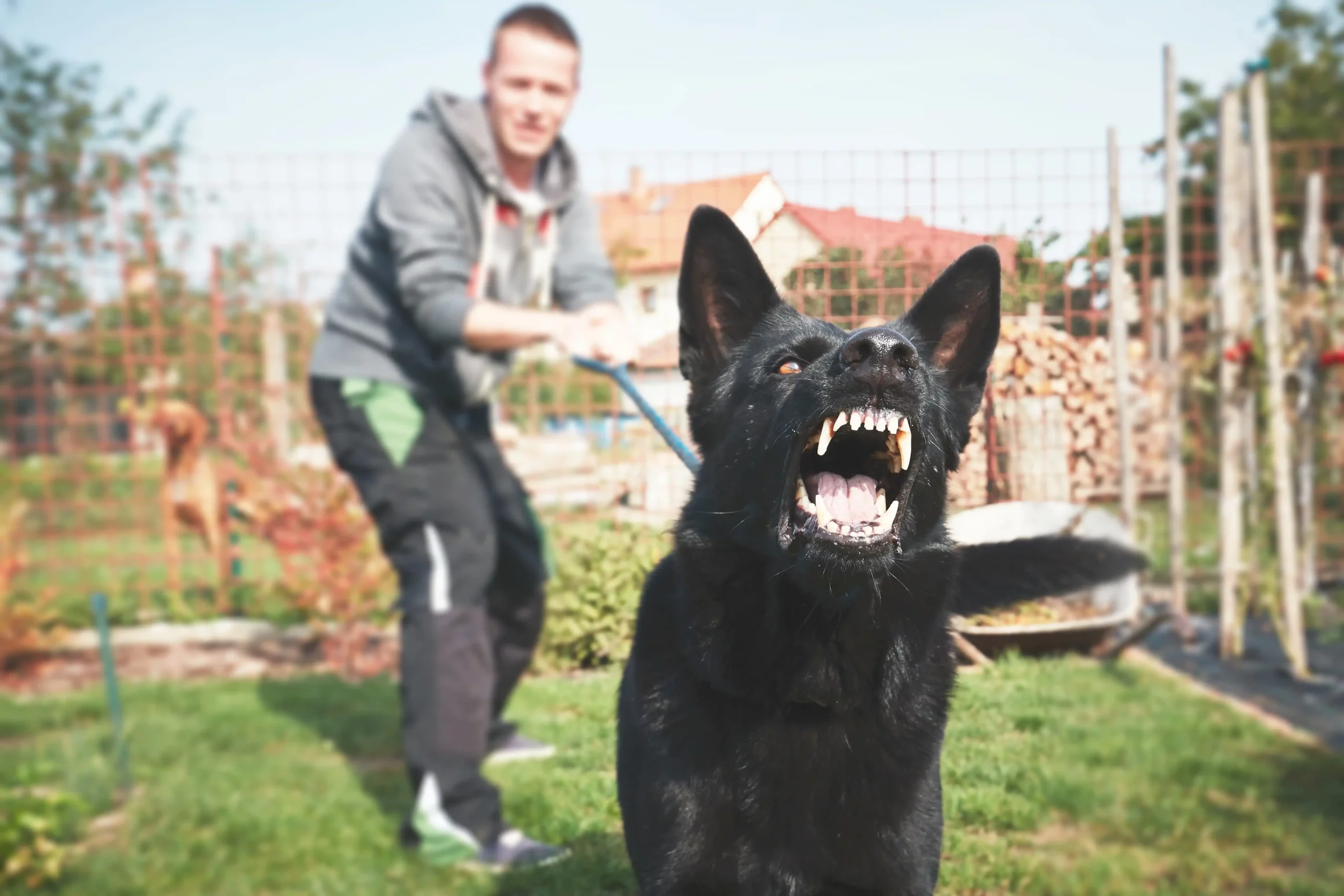 dog bite attorney in cincinnati